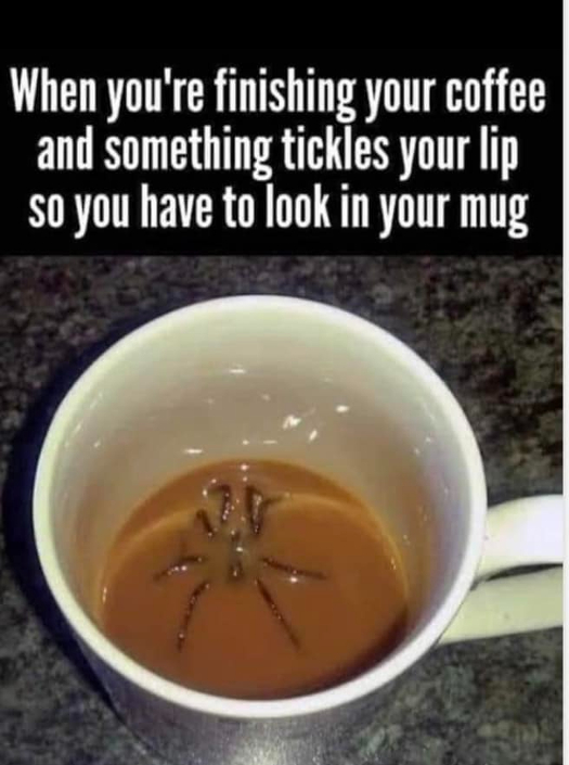 coffee spider.jpg